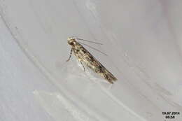 صورة Bryotropha domestica Haworth 1828