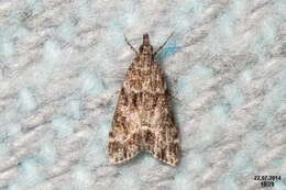 Image of Eudonia mercurella Linnaeus 1758