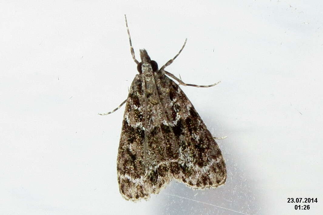 Image of Eudonia mercurella Linnaeus 1758