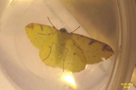 Image of brimstone moth