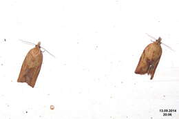 Image of Light brown apple moth