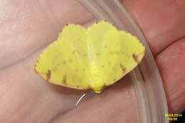 Image of brimstone moth