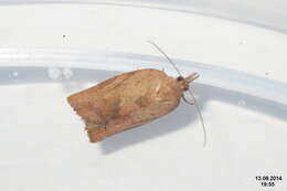 Image of Light brown apple moth