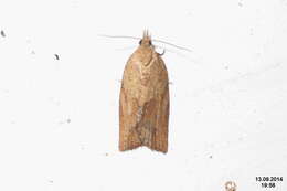 Image of Light brown apple moth