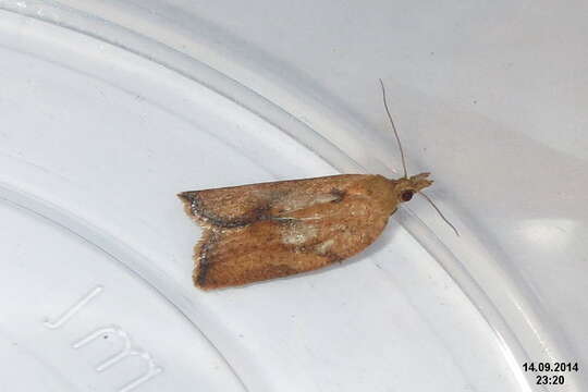 Image of Light brown apple moth