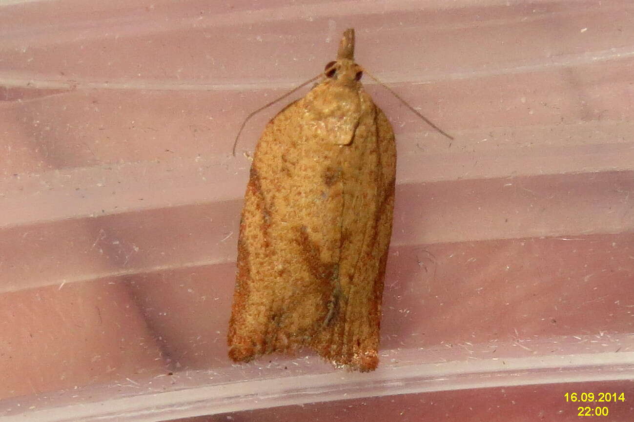 Image of Light brown apple moth