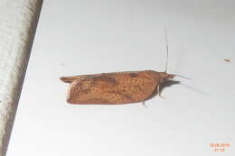 Image of Light brown apple moth