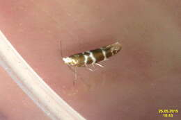 Imagem de Argyresthia trifasciata Staudinger 1871