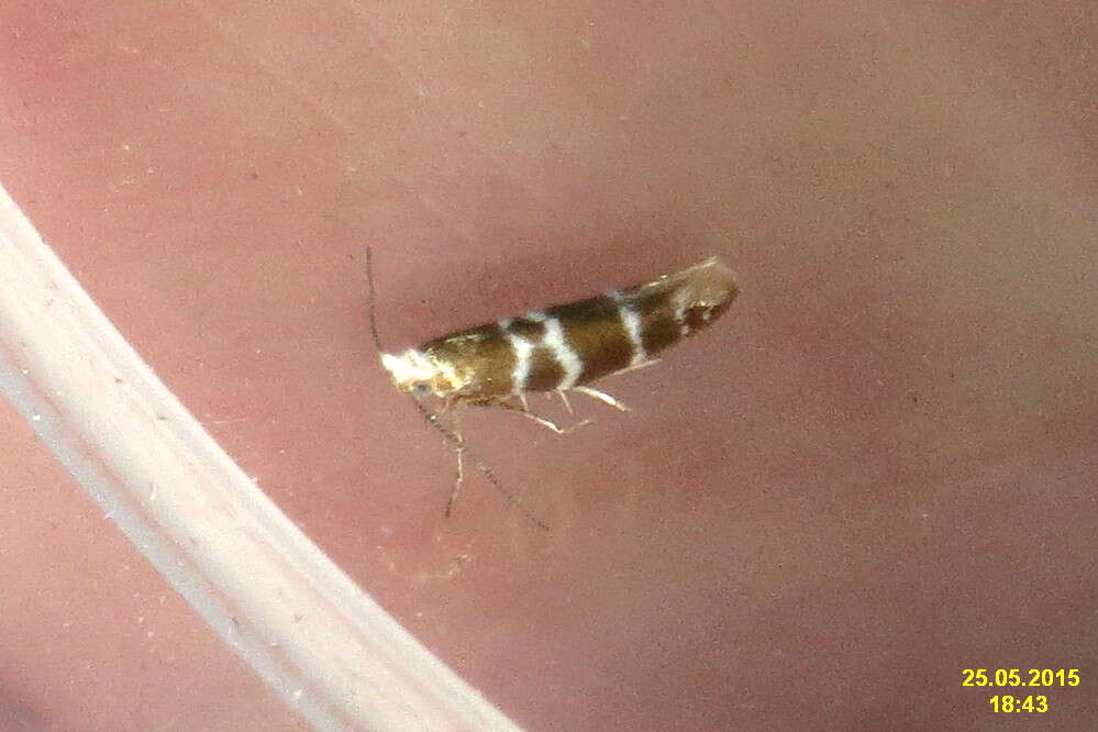 Imagem de Argyresthia trifasciata Staudinger 1871