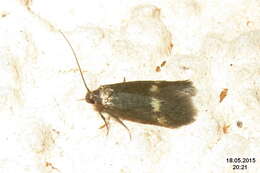 Image of Borkhausenia minutella Linnaeus 1758