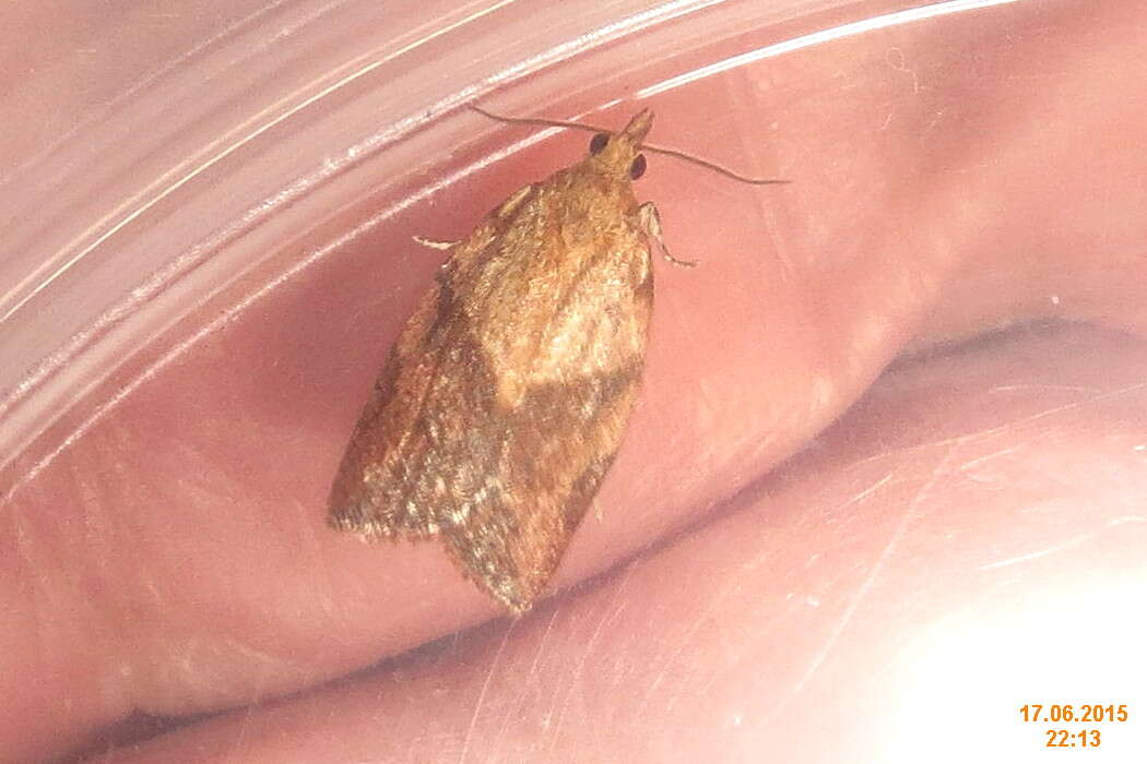 Image of Light brown apple moth