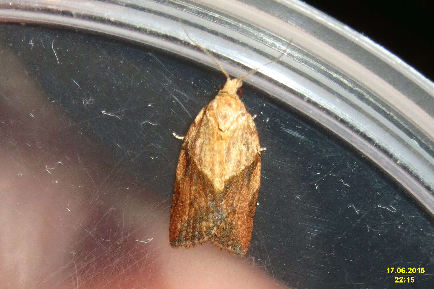 Image of Light brown apple moth