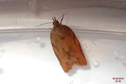 Image of Light brown apple moth