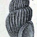 Image de Oenopota declivis (Lovén 1846)
