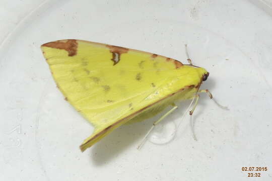 Image of brimstone moth