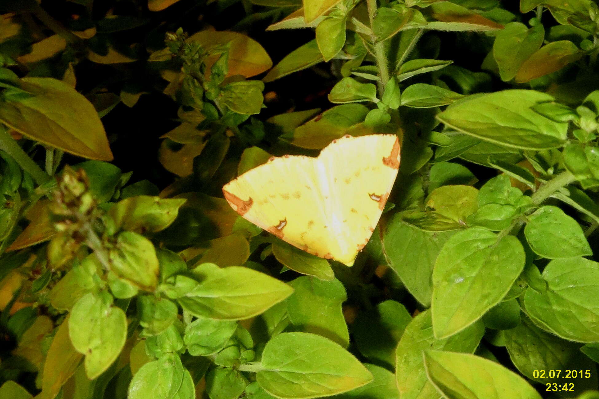 Image of brimstone moth