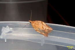 Image of Light brown apple moth