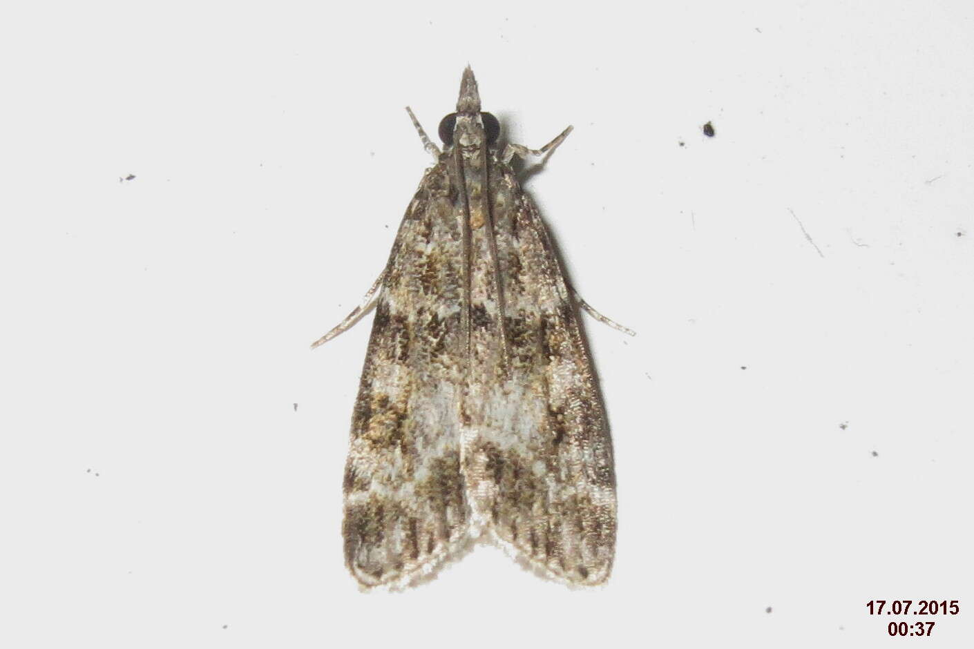 Image of Eudonia mercurella Linnaeus 1758