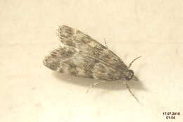 Image of Eudonia mercurella Linnaeus 1758