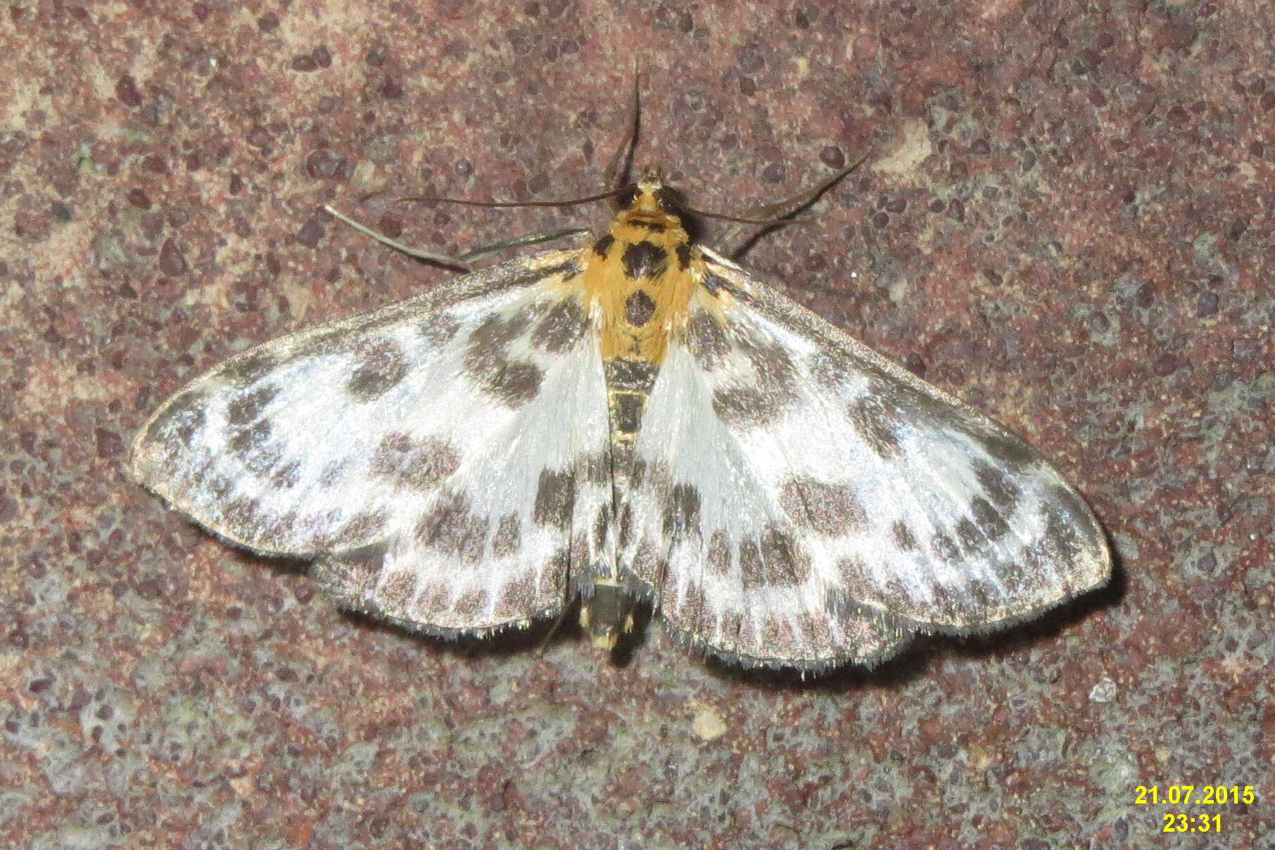 Image of Anania hortulata