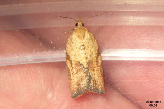 Image of Light brown apple moth