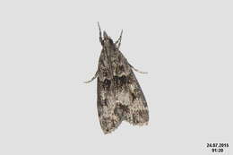 Image of Eudonia mercurella Linnaeus 1758