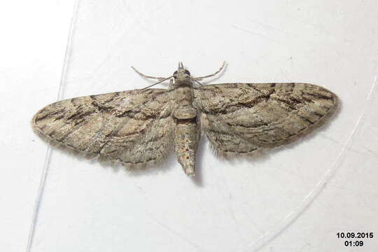 Слика од Eupithecia phoeniceata Rambur 1834