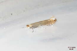 Phyllonorycter messaniella (Zeller 1846)的圖片