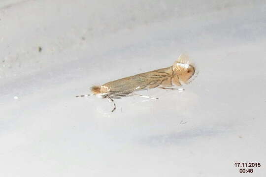 Phyllonorycter messaniella (Zeller 1846)的圖片