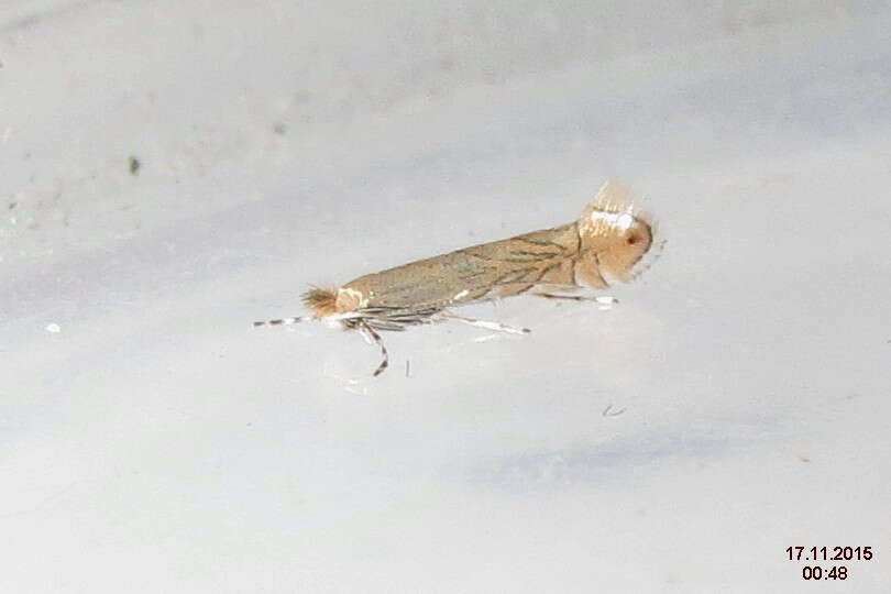 Phyllonorycter messaniella (Zeller 1846)的圖片