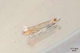 Phyllonorycter messaniella (Zeller 1846)的圖片