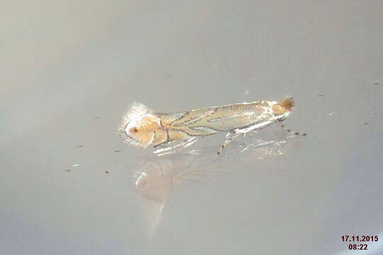 Phyllonorycter messaniella (Zeller 1846)的圖片