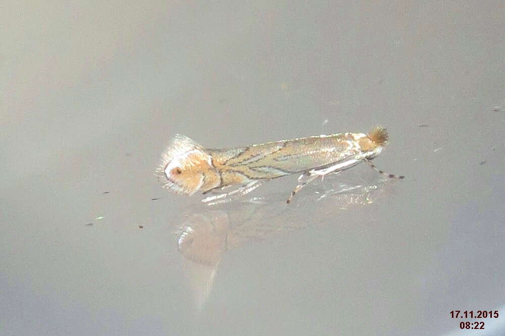 Phyllonorycter messaniella (Zeller 1846)的圖片