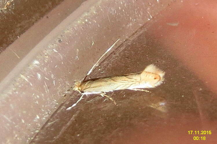 Phyllonorycter messaniella (Zeller 1846)的圖片