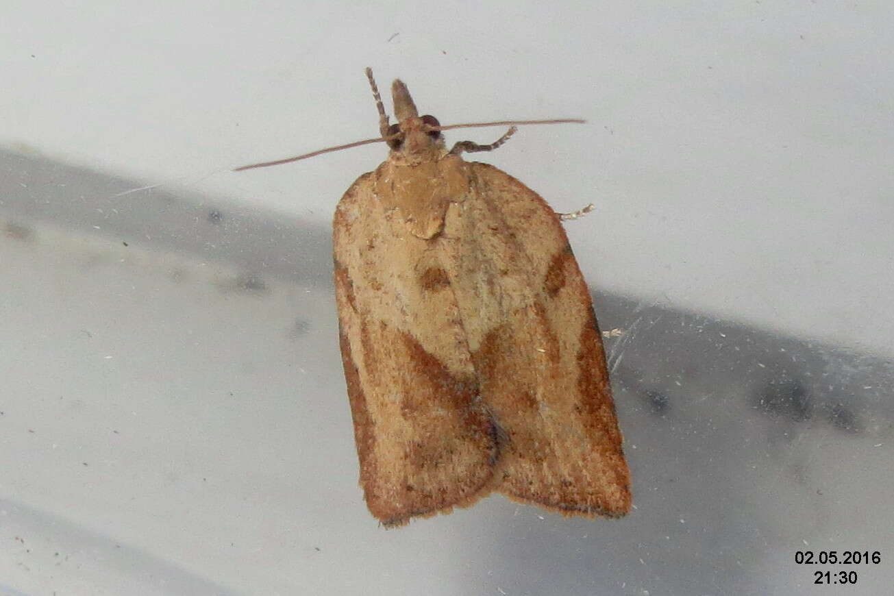 Image of Light brown apple moth