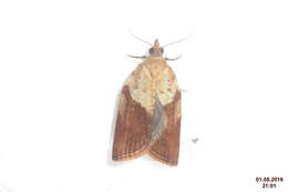 Image of Light brown apple moth