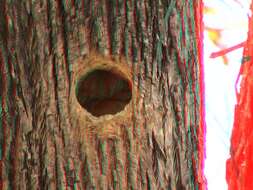 Image of White-fronted Woodpecker