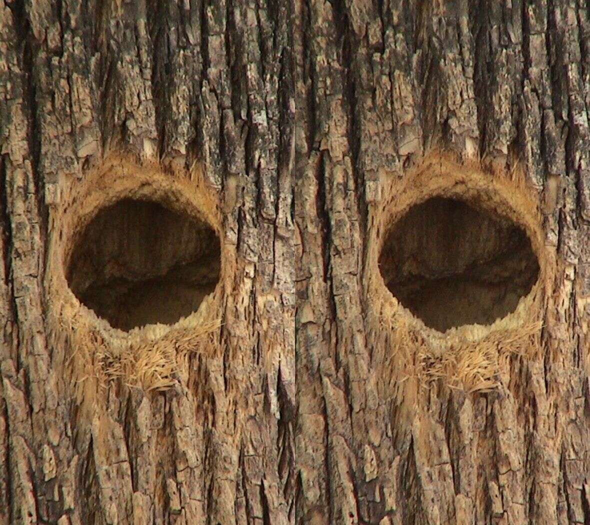 Image of White-fronted Woodpecker