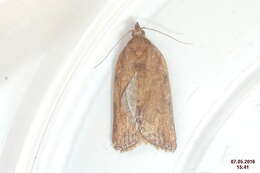 Image of Light brown apple moth