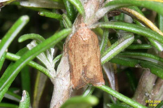 Image of Light brown apple moth