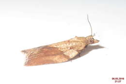 Image of Light brown apple moth