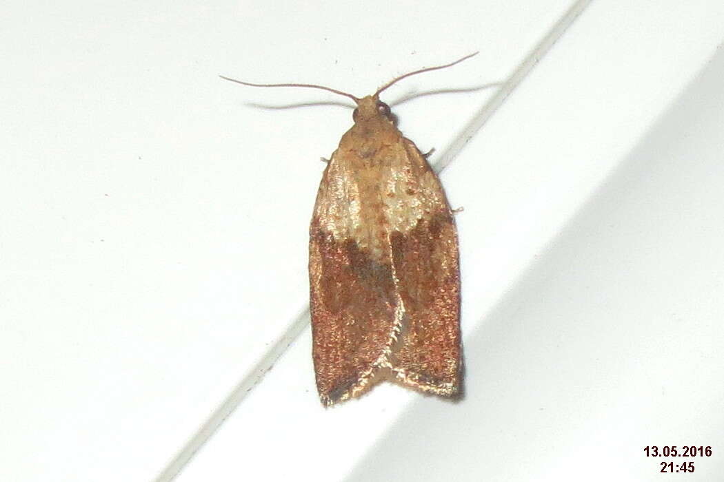 Image of Light brown apple moth