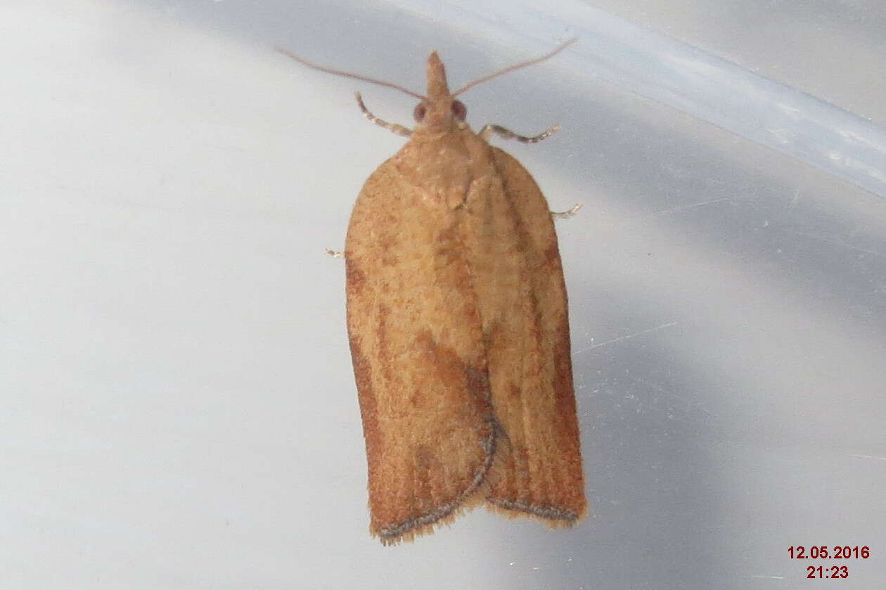 Image of Light brown apple moth