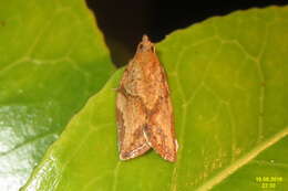 Image of Light brown apple moth