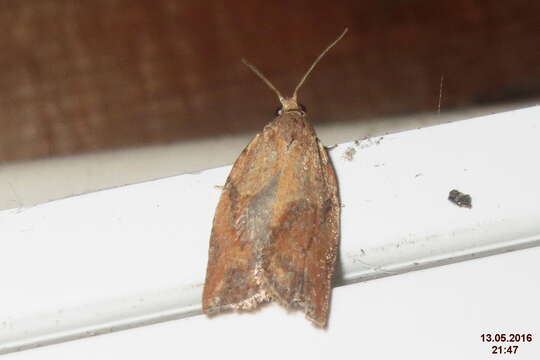 Image of Light brown apple moth