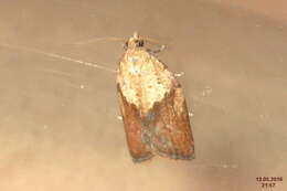 Image of Light brown apple moth