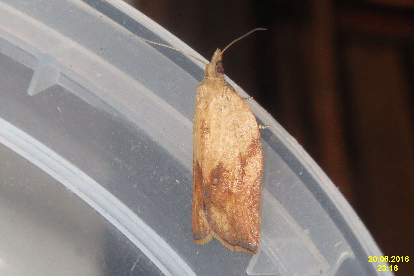 Image of Light brown apple moth