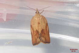 Image of Light brown apple moth