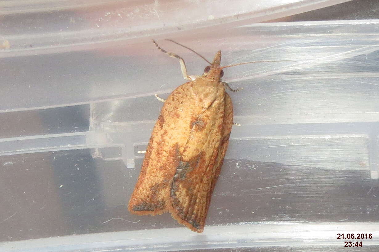 Image of Light brown apple moth