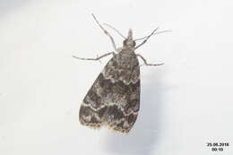 Image of Eudonia mercurella Linnaeus 1758